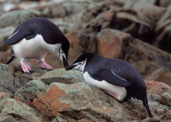 Пінгвіни станції Вернадського