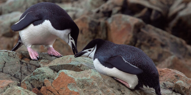 Пінгвіни станції Вернадського