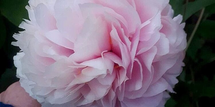 деревовидна півонія