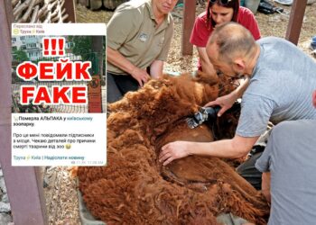 альпаки в зоопарку