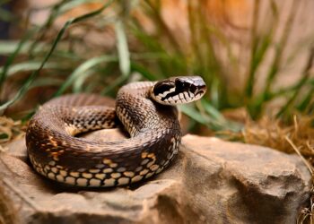 Змії. Ілюстративне фото з мережі