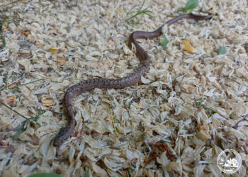 Де в Україні змії кусають найдужче