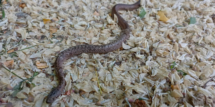 Де в Україні змії кусають найдужче