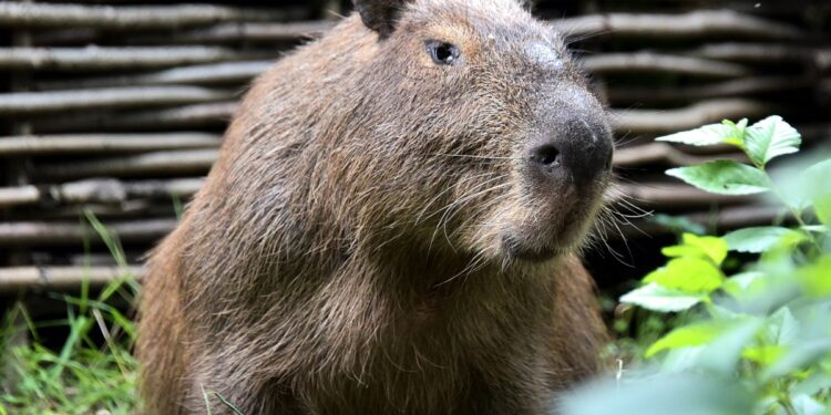 капібара