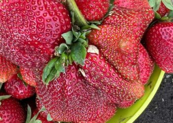 Українські ягоди можуть замінити канадські