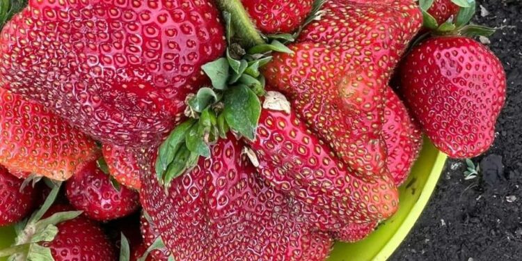 Українські ягоди можуть замінити канадські