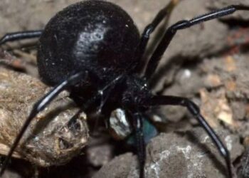 Фото з відкритих джерел