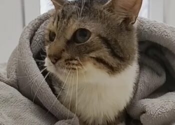 У Києві шукають новий дім для “небесного” кота