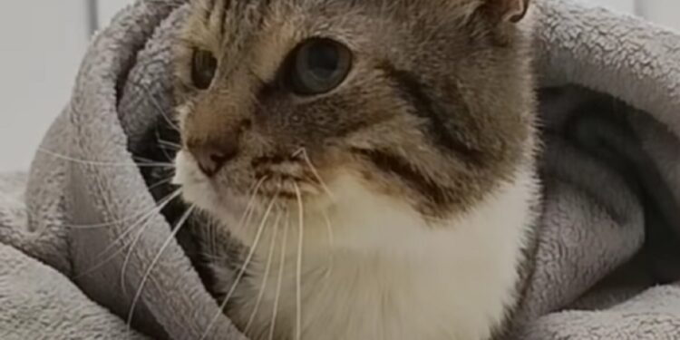 У Києві шукають новий дім для “небесного” кота