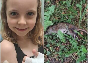 Щур вкусив дитину. Зображення. ТГ-канал Львів | Новини | LEMBERG