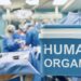 органи