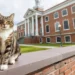 Кіт Макс. Фото VERMONT STATE UNIVERSITY