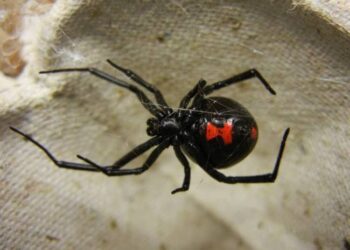 Павук. Ілюстрація