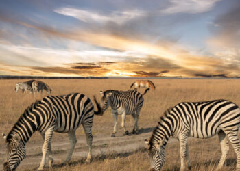 Асканія-Нова