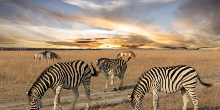 Асканія-Нова