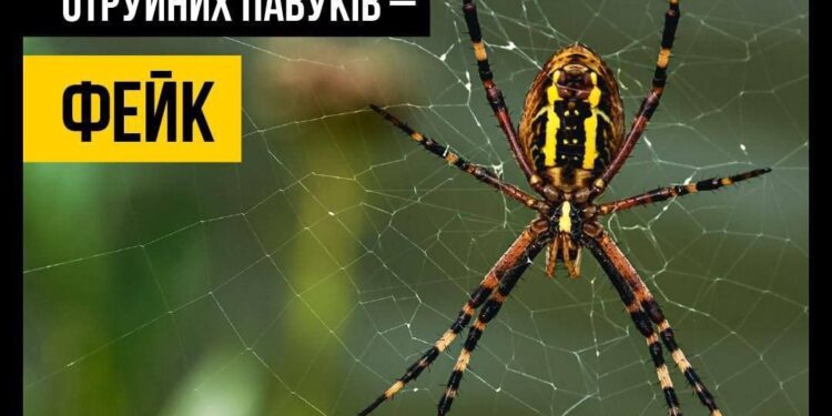 Фейк про павуків
