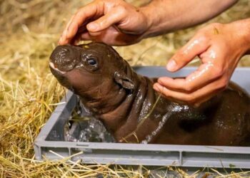 Фото з Берлінського зоопарку