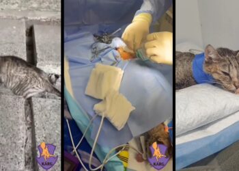 Зоозахисники рятують кошеня, яке випало з вікна київської багатоповерхівки