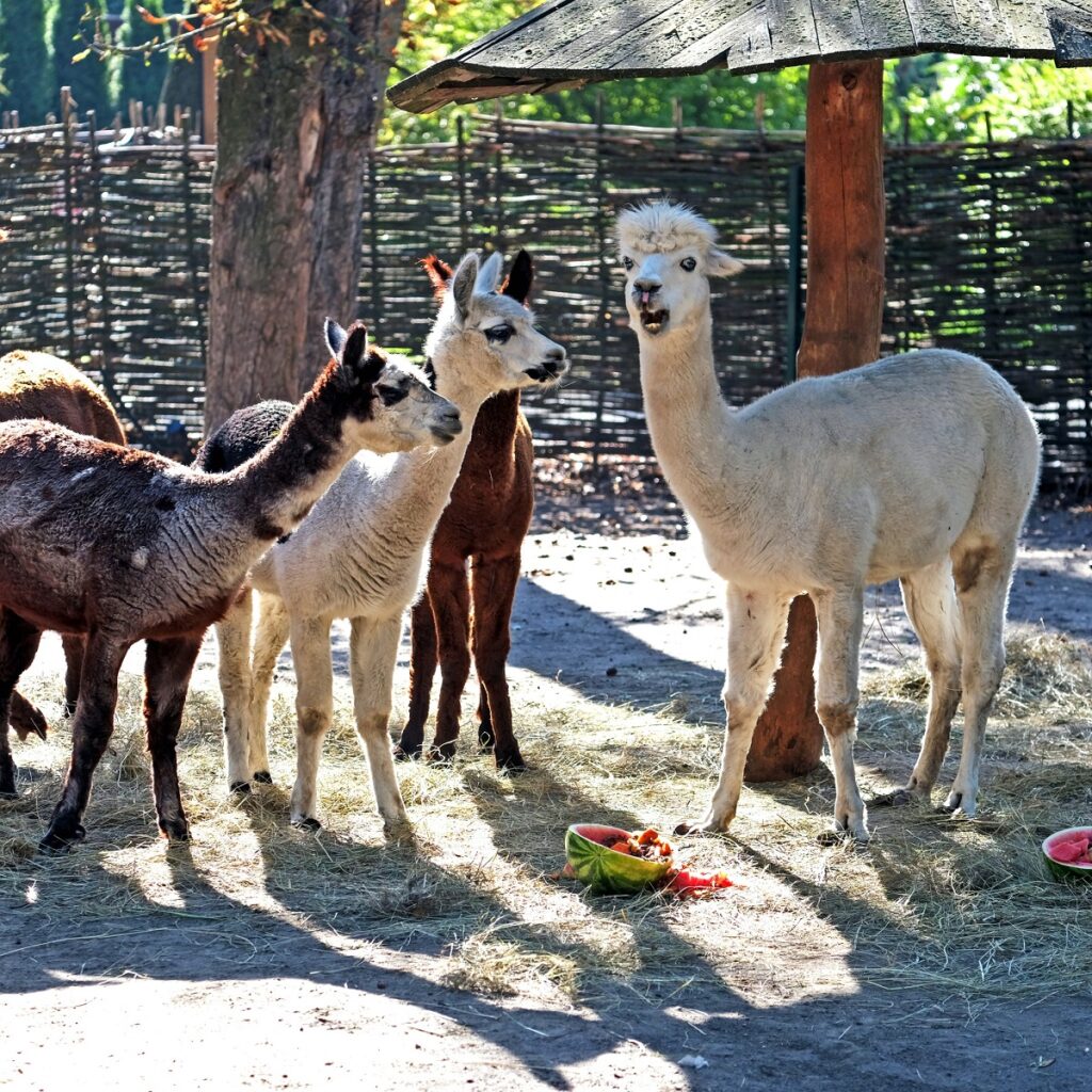 альпаки