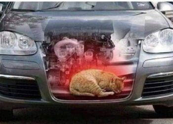 Українські зоозахисники звернулися з порадою і закликом до автолюбителів