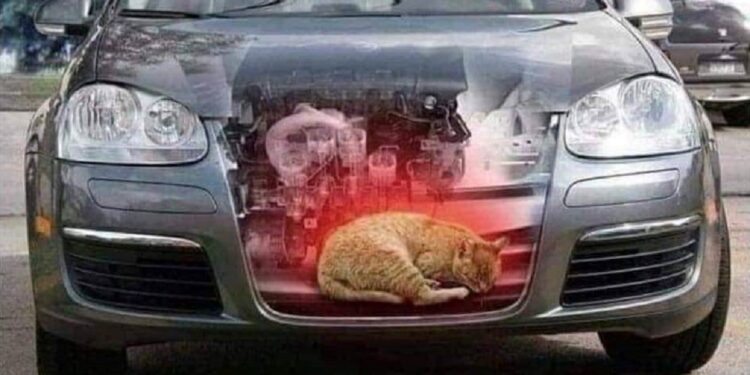 Українські зоозахисники звернулися з порадою і закликом до автолюбителів