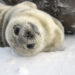 тюлень