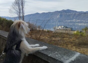 Знайти домівку для хвостатих стало простіше