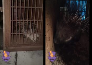 Київські зоозахисники заопікувалися врятованим військовими дикобразом