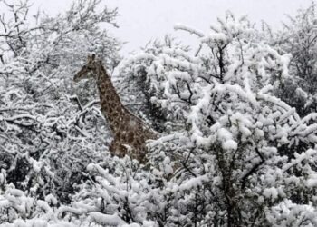 ПАР в снігу
