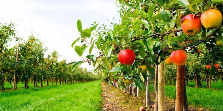 Садівництво