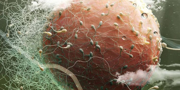 Художня ілюстрація сперматозоїдів, що обплели яйцеклітину у намаганні проникнути в неї. renderburger