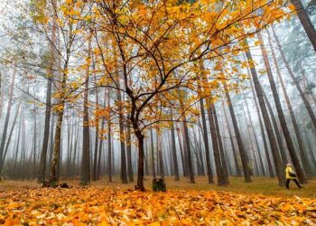 Погода підготувала киянам сюрпризи
