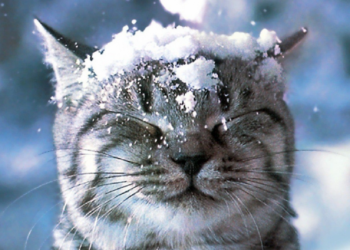 Операцію з прибирання снігу розгорнула столиця