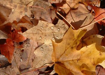 Листопад. Фото Вікі