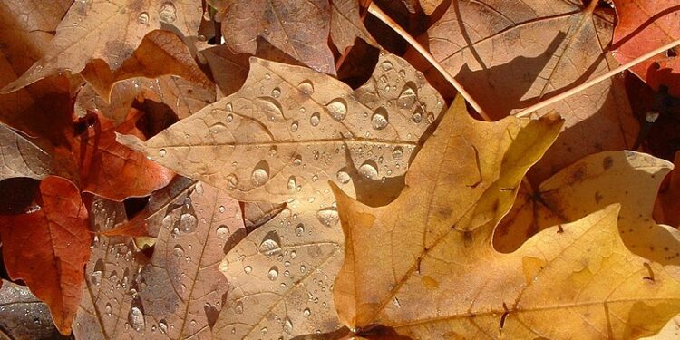 Листопад. Фото Вікі