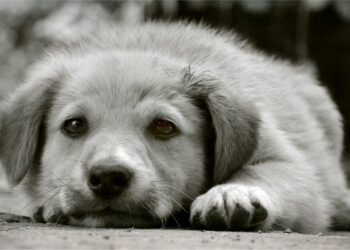 Сумний. Фото photographers.ua