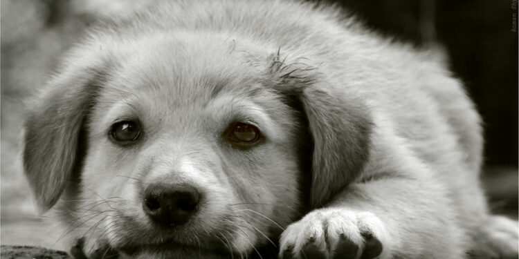 Сумний. Фото photographers.ua