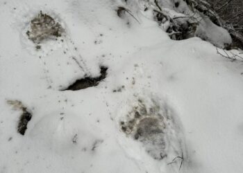 Прикордонники затримали групу “ухилянтів”, яких ледь не перестріли ведмеді