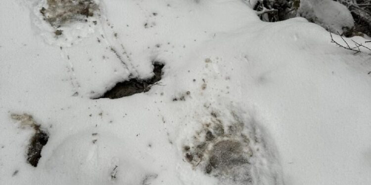 Прикордонники затримали групу “ухилянтів”, яких ледь не перестріли ведмеді