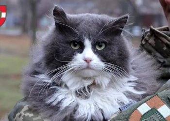 Фото 100 ОМБр ЗСУ