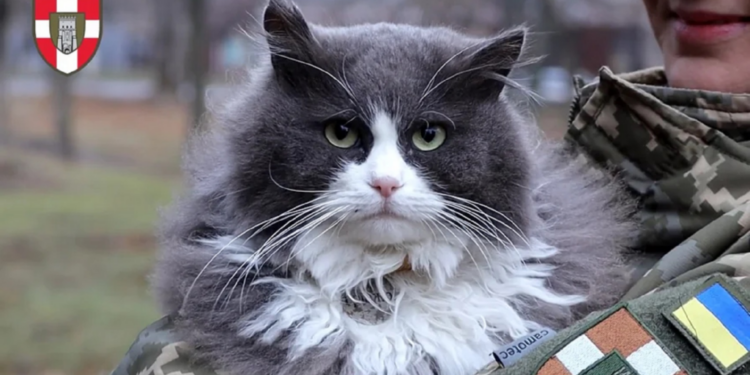 Фото 100 ОМБр ЗСУ