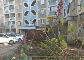 Цвітіння бузку взимку сьогодні спантеличило киян