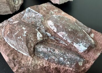 Митники передали музею унікальні палеонтологічні цінності