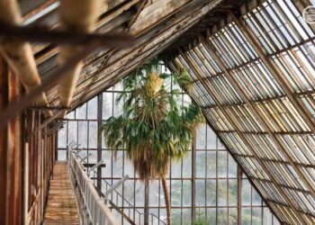 У Києві розцвіла найстаріша пальма Європи