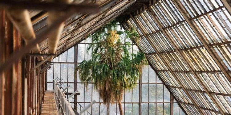 У Києві розцвіла найстаріша пальма Європи