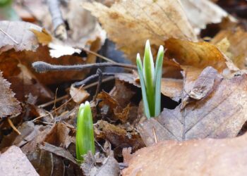 На Тернопільщині у заповіднику зацвіли первоцвіти