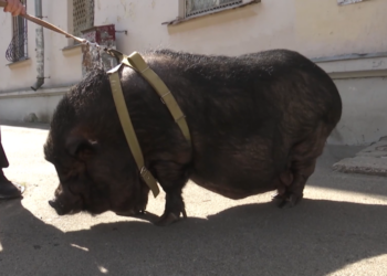 У київській квартирі живе 100-кілограмова свиня