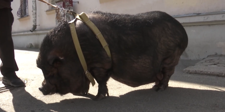 У київській квартирі живе 100-кілограмова свиня