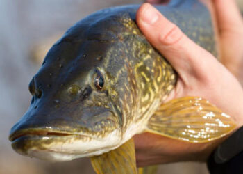 В Україні заборонили вилов щуки