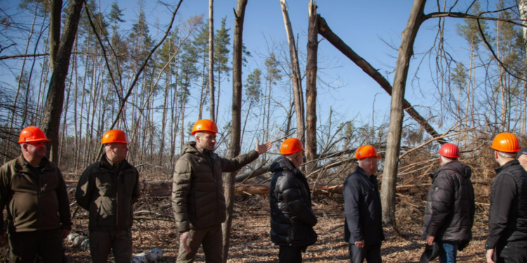 Тисячі дерев замінили повалені буревієм